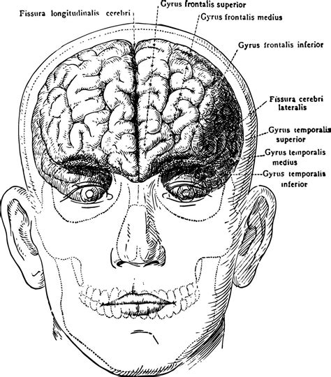 Brain in Relation to Skull and Face, vintage illustration 35372402