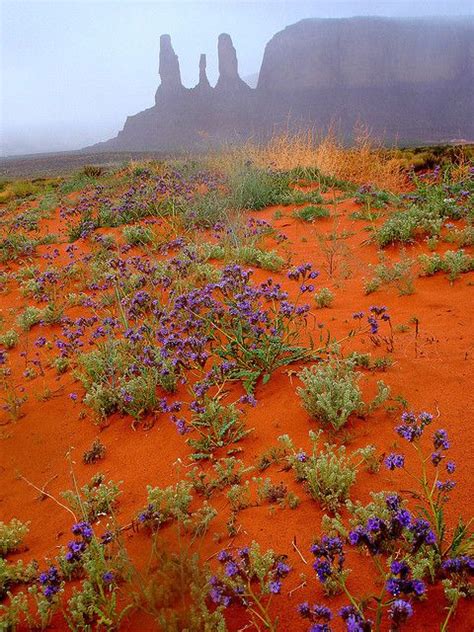 Floralthreesis2287 With Images Monument Valley Utah Monument