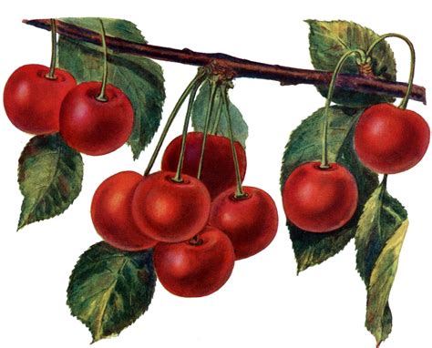 14 Best Cherry Images Botanical Prints Graphics Fairy Vintage Images
