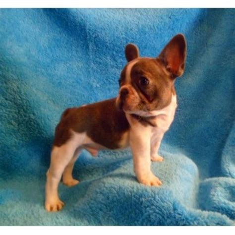 Click french bulldog breed standard to read about which characteristics are desirable, and which are considered disqualifications in our breed. BestFrenchBulldogPuppies, French Bulldog Breeder in ...