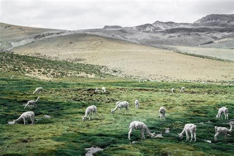 5405945 4272x2848 Free Images Animal Lama Grassland Herd Mountain