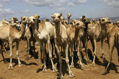 Camellos Imagen And Foto Animales Animales Domésticos Camellos Fotos