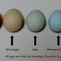 Egg Color Chart By Breed