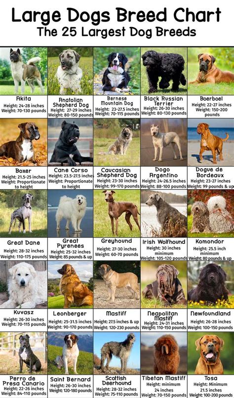 Large Dog Breeds Pictures And Names Chart