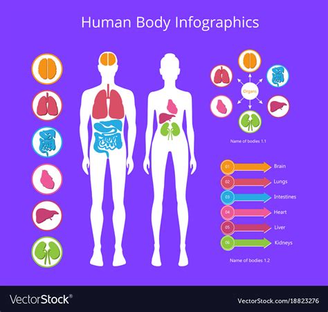 Human Body Infographic On Royalty Free Vector Image