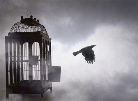 Day 148 Read And Reflect On Caged Bird Poem Cindy Goes Beyond