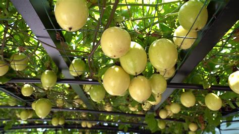 Green Passion Fruit Tree 5 Best Tropical Fruits To Grow