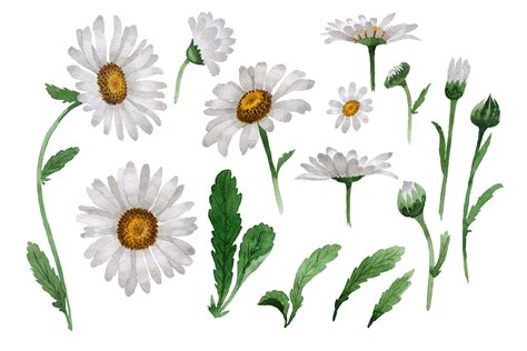 Beautiful Flower White Daisy Set Graphic By MyStocks Creative Fabrica