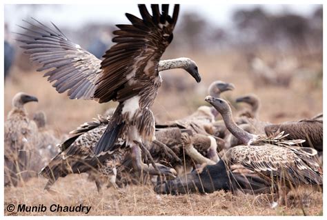 Vultures Fighting Over Dead Cow Carcass Due To The Current Flickr
