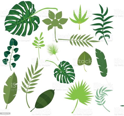 Tropical Leaves Palm Summer Exotic Jungle Green Leaf Vector Illustration Stock Illustration ...