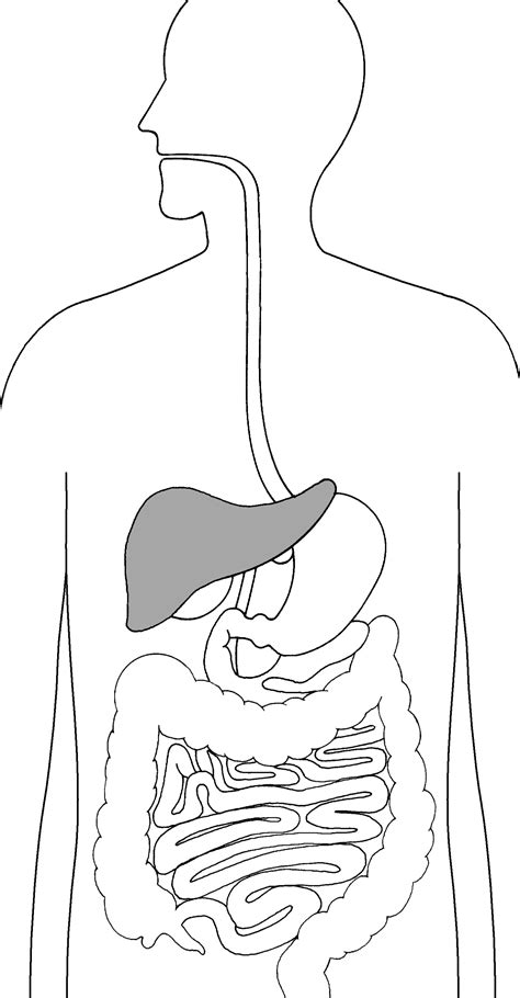 The Digestive System Focusing On The Liver Media Asset Niddk
