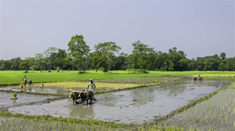 Magic Rice From Assam Gets The Gi Tag Everything You Need To Know