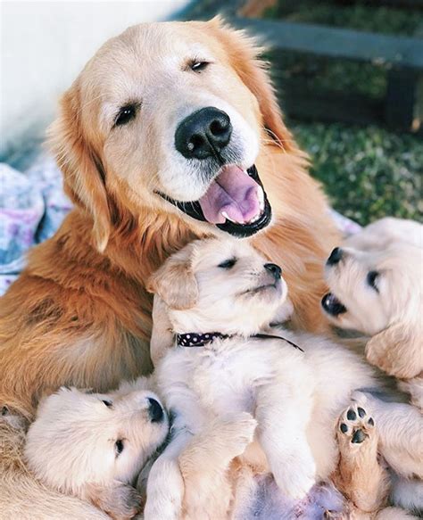 12 Pictures Of Happy Mother Dogs With Their Puppies
