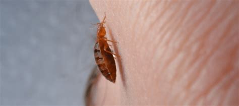 Can Bed Bugs Climb Metal Abc Blog