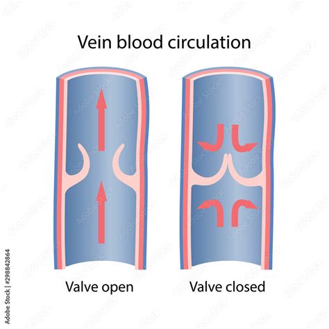 Diagram Of Venous Circulation Open And Closed Venous Valves