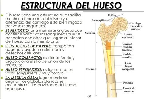 Tomidigital Estructura De Los Huesos