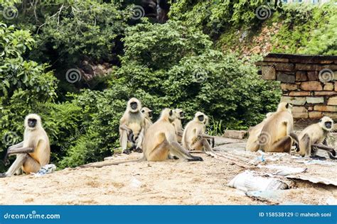 Group Of Monkeys With Trees In Behind Stock Image Image Of Floor