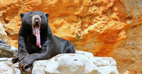 I Bet You Never Saw A Bears Tongue Before Imgur