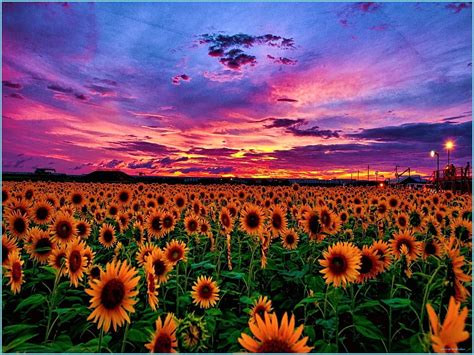 Sunflower Fields At Sunset With Red And Purple Skies Graph Sunflowers