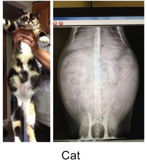 Interesting X Rays Of Pregnant Animals 15 Pics