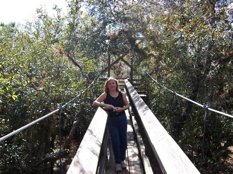 Myakka river state park myakka state park rd, sarasota, fl. Sarasota, FL - Myakka State Park - this is the canopy walk ...