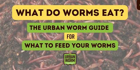 Is It Safe To Eat Worms Easy And Simple Guide 2023 Atonce