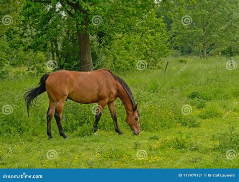 Brown Horse Grazing In A Meadow In Nature Stock Image Image Of