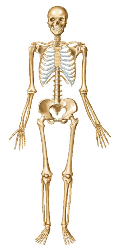 Skelet Menselijk Lichaam Knutselen Menselijk Lichaam