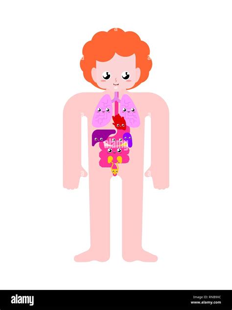 Cute Anatomía Humana órganos Internos Estilo De Dibujos Animados Del