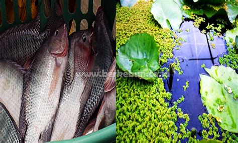 Makanan Ikan Nila Alami Murah Berkualitas Agar Cepat Besar