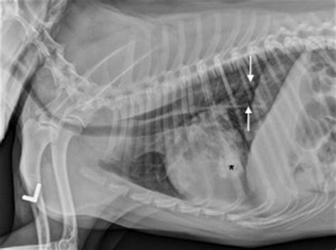 Megaesophagus consists of the pathological and generalized dilatation of the congenital megaesophagus is normal in puppies, generally when they start solid feeding. Diagnosing megaesophagus in dogs and cats