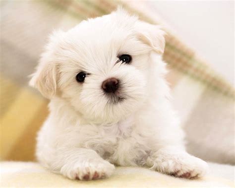 Cute Pets Wallpapers Wallpaper Cave