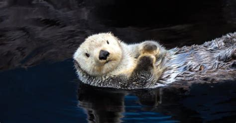 Sea Otter Pictures Az Animals