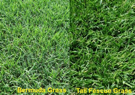 Bermuda Grass Vs Fescue Differences Identification Lawnsbesty