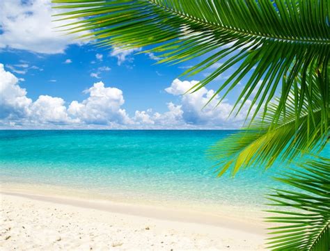 Premium Photo Palm Tree In The Beach Sea Views