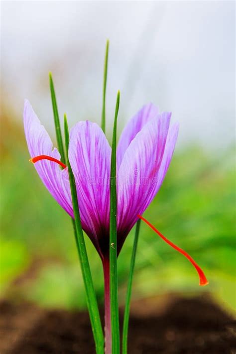 Saffron Flowering Single Saffron Plant On Black Soil Stock Image