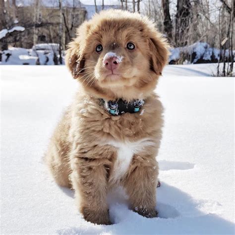 Cute Little Gentleman Dog Doggos Cutie Cutest Dogs Snow Boy Snowy Good