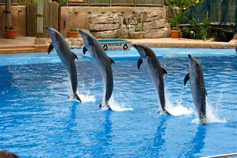 Dolphin Show At The Dubai Creek Park