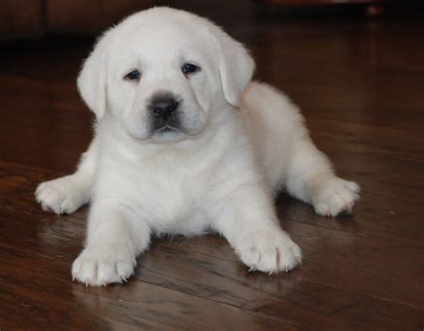 How Much Do White Lab Puppies Cost Anna Blog