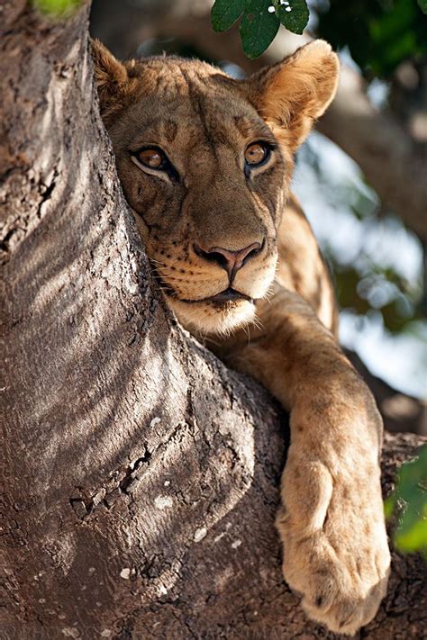 Lioness South Luangwa Np Zambia By Giovanni Mari Wild Cats