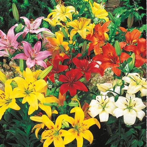 Brecks 25 Pack Asiatic Lily Mixed Bulbs At