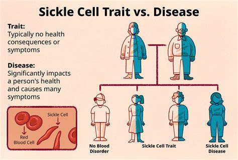 Sickle Cell Trait Meaning Causes And Effects