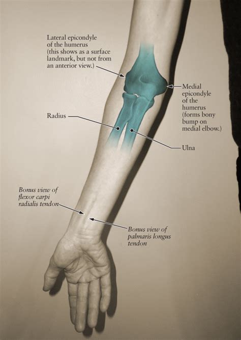 The names of arm and hand muscles provide clues to their location, function, or size. Human Anatomy for the Artist: The Elbow Joint, Part 1: Anterior View, Supine Position