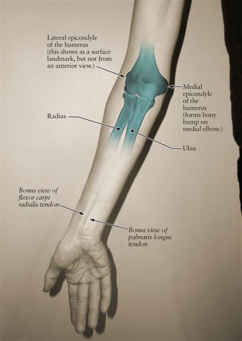 Medicine and health care with arm skeleton bones of humerus, radius and ulna, capitulum, head, neck and tuberosity, olecranon and coronoid process. Human Anatomy for the Artist: February 2012