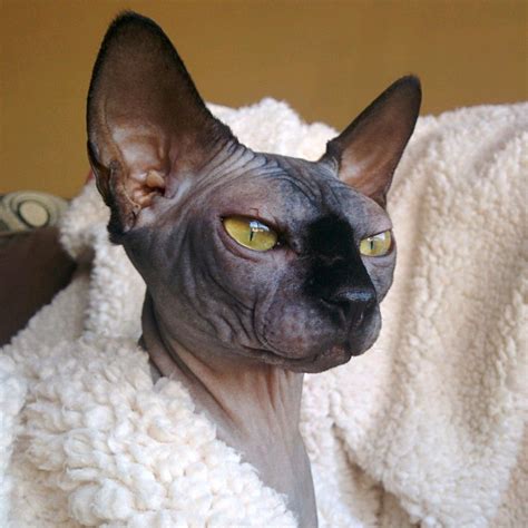 Baby Sphynx Cats For Adoption