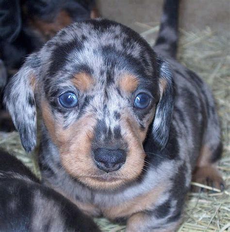 Long Haired Double Dapple Dachshund For Sale Bleumoonproductions