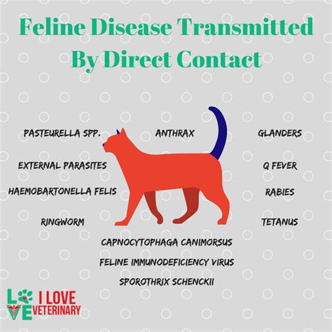 Transmission Of Feline Diseases I Love Veterinary Blog For