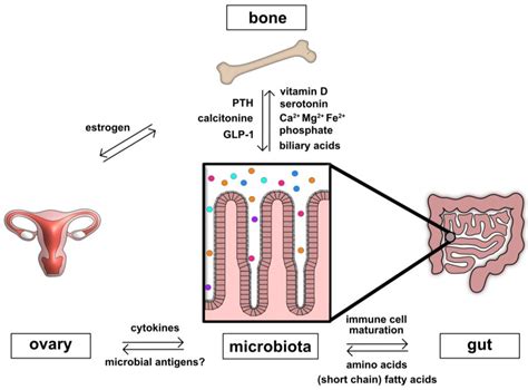 Ijms Free Full Text Pivotal Role Of Intestinal Microbiota And