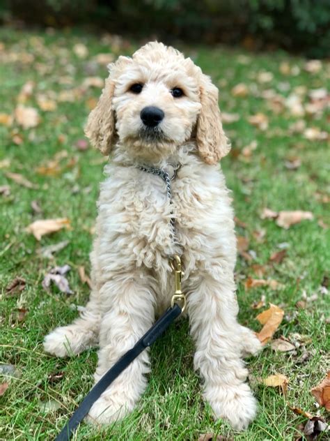 F1b Goldendoodle Black Black Female F1b Goldendoodle Puppy