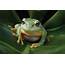 Aquarium Of The Pacific  Online Learning Center Magnificent Tree Frog